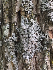 Physconia subpallida