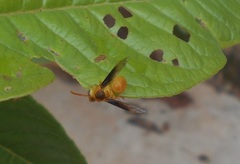 Parachartergus colobopterus