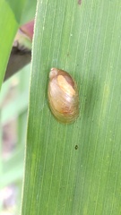 Oxyloma hirasei