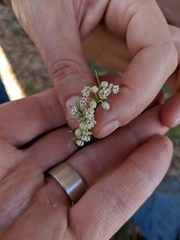 Asclepias pumila × subverticillata