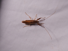 Pachygrontha antennata