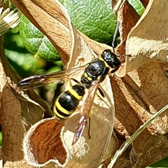 Ancistrocerus parietum