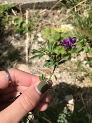 Medicago sativa sativa