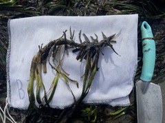 Phyllospadix serrulatus