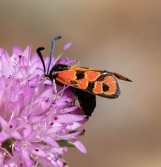 Zygaena hilaris