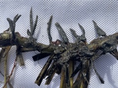 Phyllospadix serrulatus