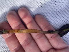 Phyllospadix serrulatus