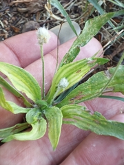 Plantago