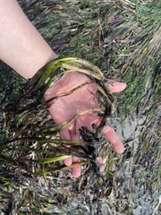 Phyllospadix serrulatus