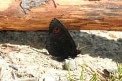 Erebia mancinus