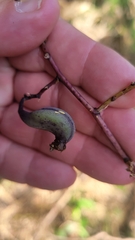 Trichocentrum cebolleta