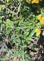 Senecio pleistocephalus