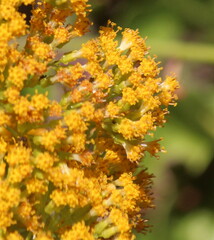 Senecio pleistocephalus
