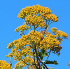 Senecio pleistocephalus