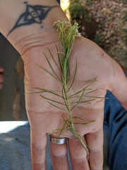 Asclepias pumila × subverticillata