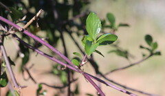 Senecio pleistocephalus