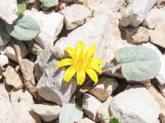 Crepis pygmaea