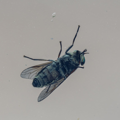 Hybomitra bimaculata