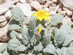 Crepis pygmaea