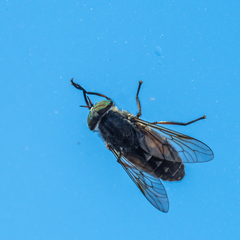 Hybomitra bimaculata