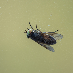 Hybomitra bimaculata