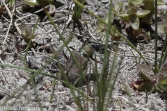 Cicindela oregona oregona