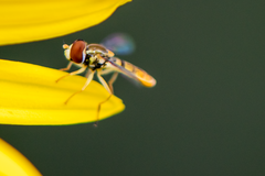 Toxomerus marginatus