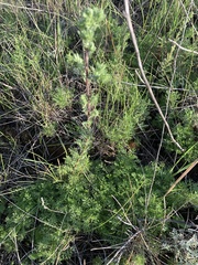 Artemisia abrotanum