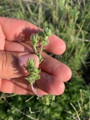 Artemisia abrotanum