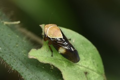 Drabescus