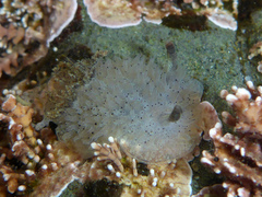 Acanthodoris rhodoceras image