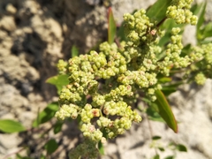 Chenopodium acerifolium
