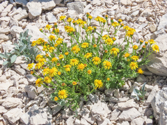 Senecio squalidus rupestris