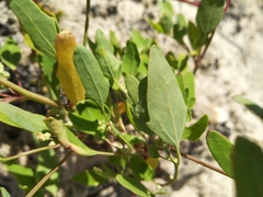 Chenopodium acerifolium