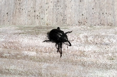 Chalcodermus aeneus