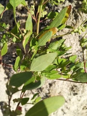 Chenopodium acerifolium