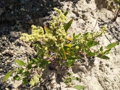 Chenopodium acerifolium