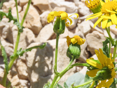 Senecio squalidus rupestris
