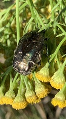 Protaetia marmorata