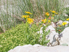 Senecio squalidus rupestris