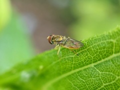 Toxomerus marginatus