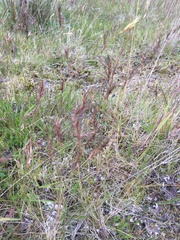 Festuca vivipara