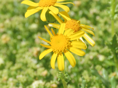 Senecio squalidus rupestris
