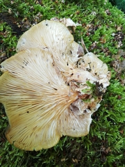 Pleurotus pulmonarius