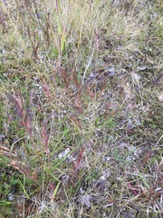 Festuca vivipara