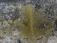 Candelariella medians