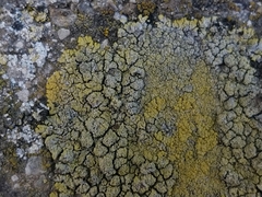 Candelariella medians