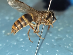 Vespula koreensis