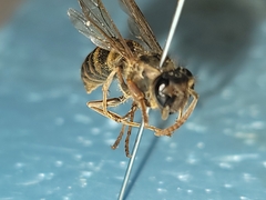 Vespula koreensis