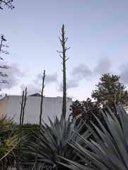 Agave americana